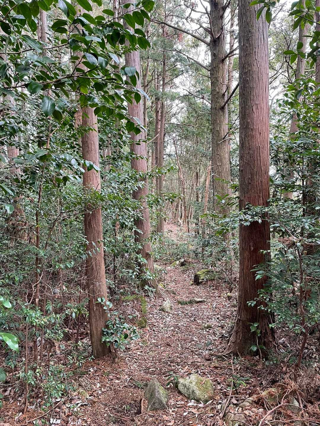 馬越公園登山口-馬越峠-天狗倉山-天狗倉山東峰 往復コースの写真