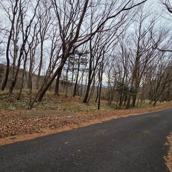 旧参道入口まで降りてきて
ここからまた林道で蛇穴まで戻ります

お疲れさまでした