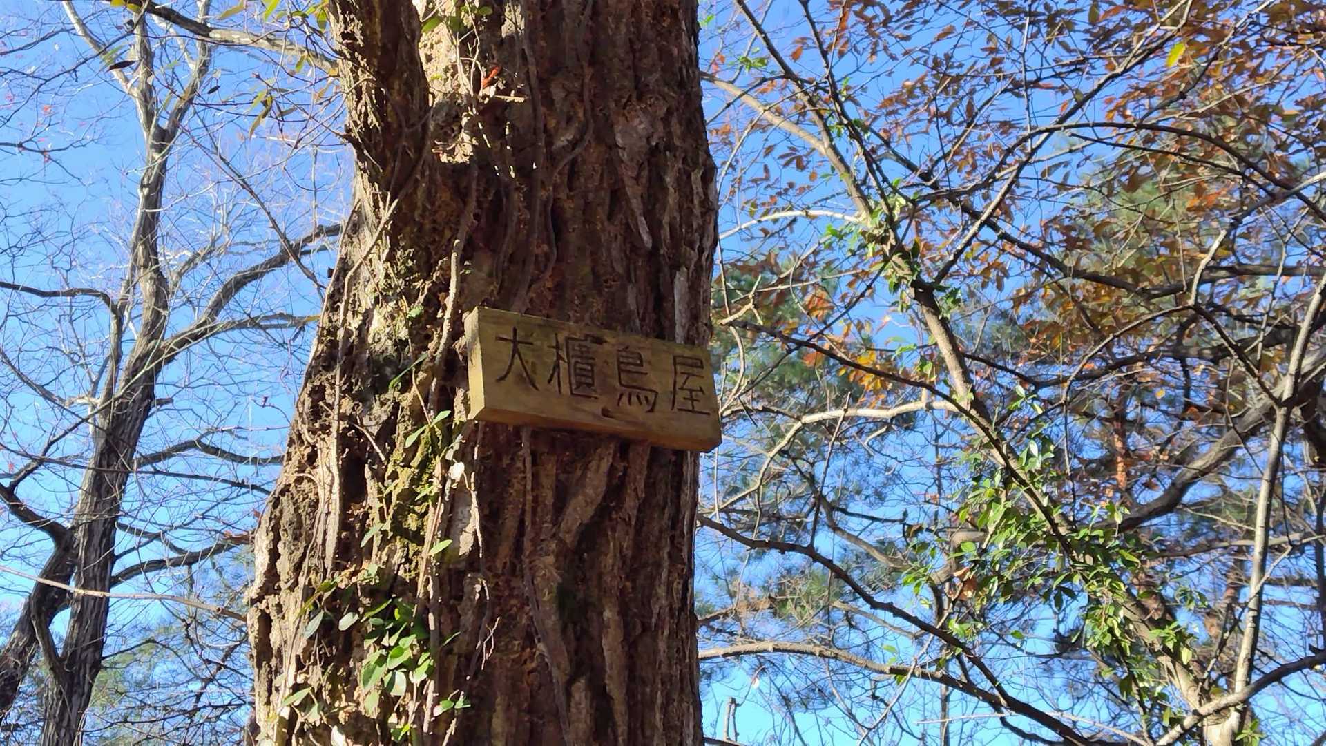 Peak 3　大櫃鳥屋　
眺望ゼロ…
