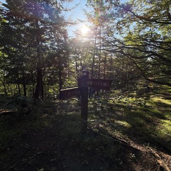 登り続けて1時間半ほどでトオノクボの分岐に着く。逆光で眩しすぎるけど、急登もひとまずクリアかな😅