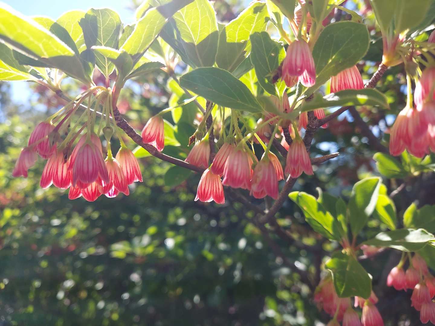 朝日でより美しいサラサドウダン