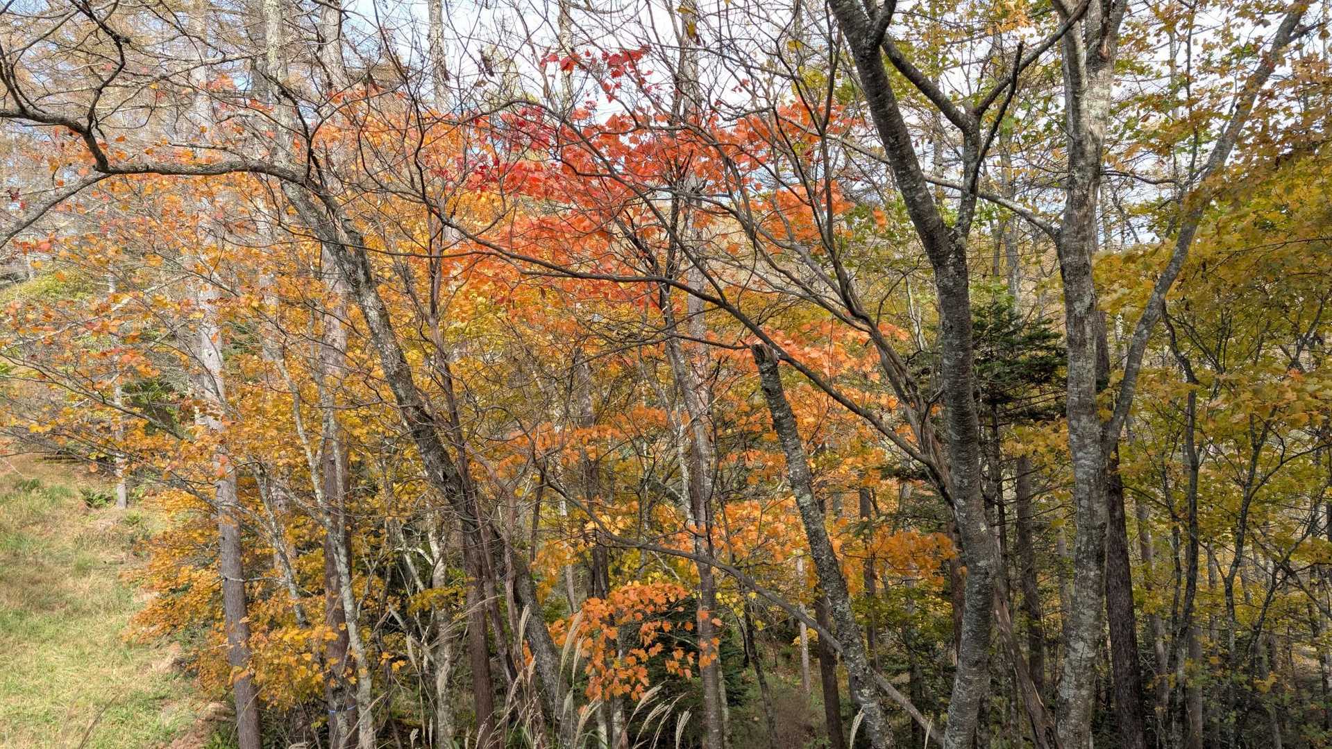 焼山峠-小楢山-小楢峠-大沢ノ頭-妙見山-妙見山-鼓川バス 縦走コースの写真