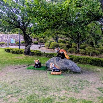道の駅から最初の階段を登るとレッサーパンダがお出迎え😆