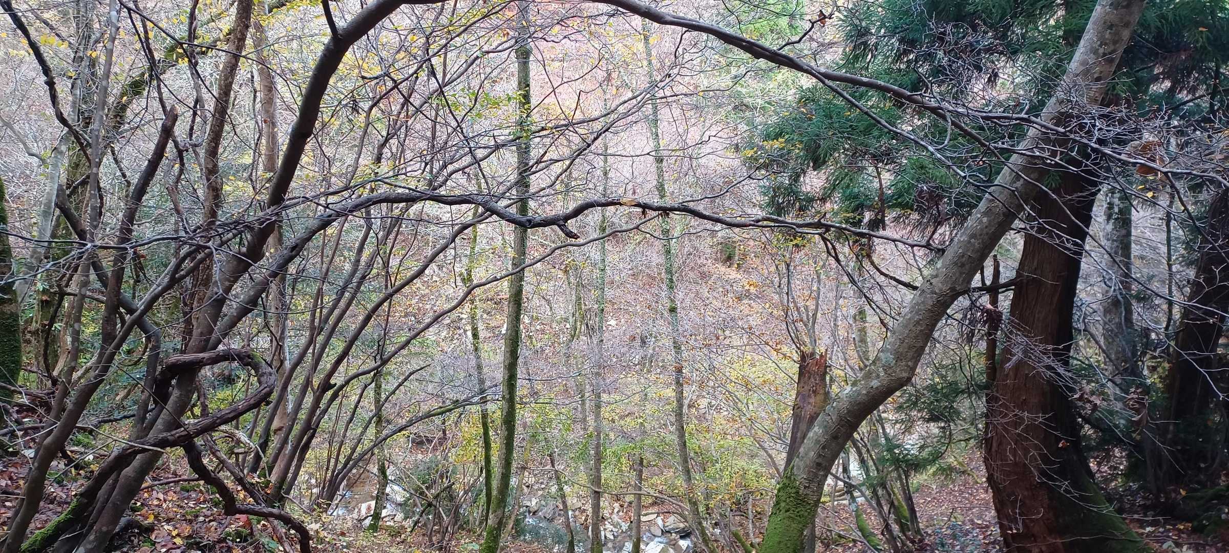 ここの紅葉楽しみだったのにほぼ落葉😔