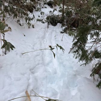 これは！
くみさんラッセル後？