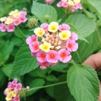 山頂の東屋横にランタナ。毎年貴女をココで見ている気がする。