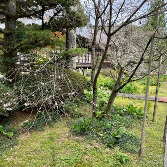 冬桜だって／傍で草取りしている方に聞きました