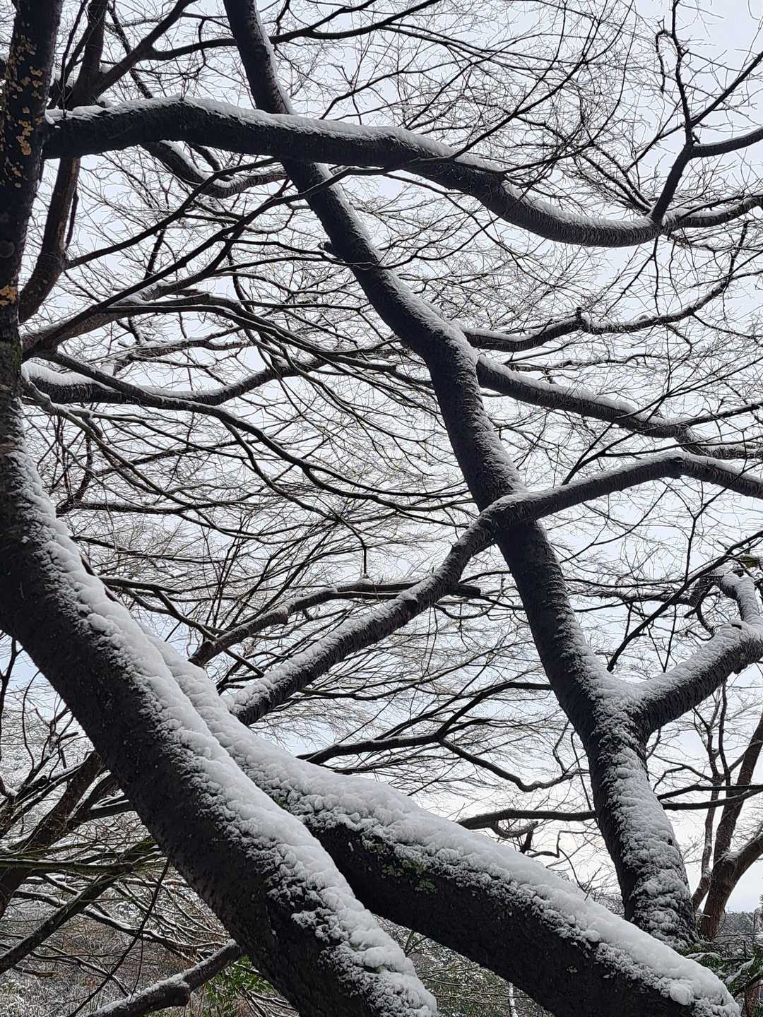 雪化粧してますね