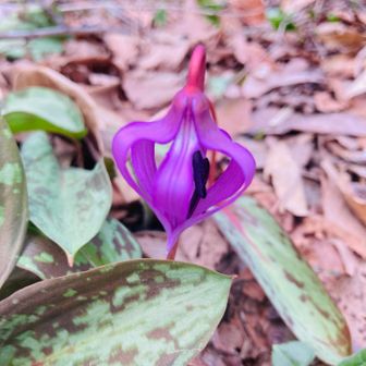 あと数時間後には開きそうな雰囲気☺️？