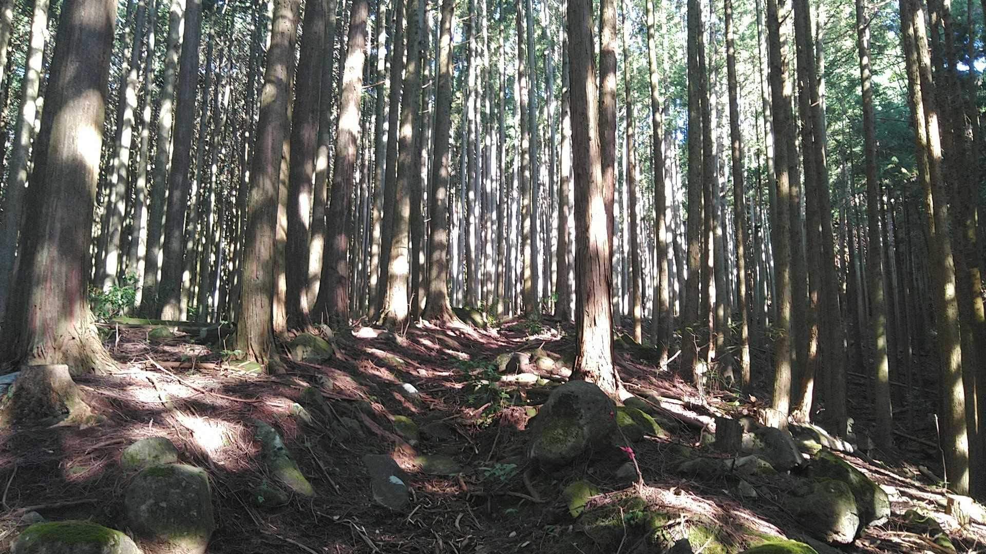 しばらく綺麗な杉林を歩きます