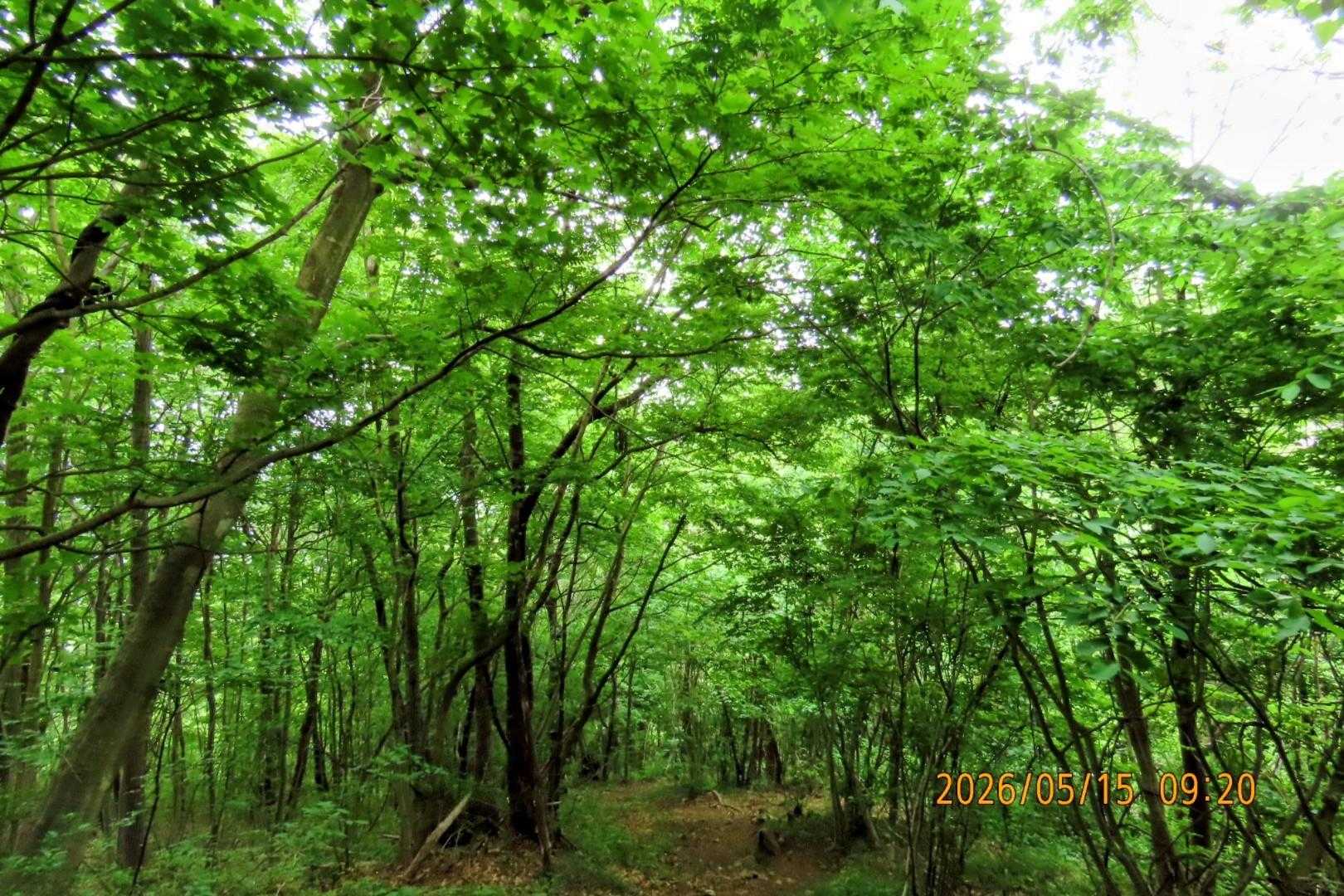 林に入り登りに差し掛かると、キビタキ🐦️の囀りに出会いますが、姿は見えません。
しばらくじっと探しても、やはり見えません😞