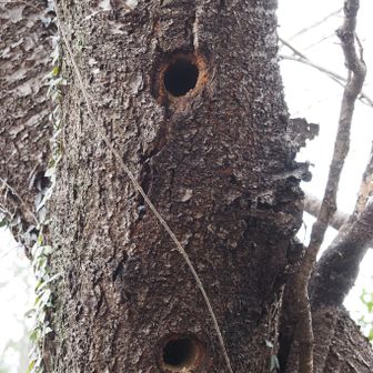 キツツキの穴かな🤔