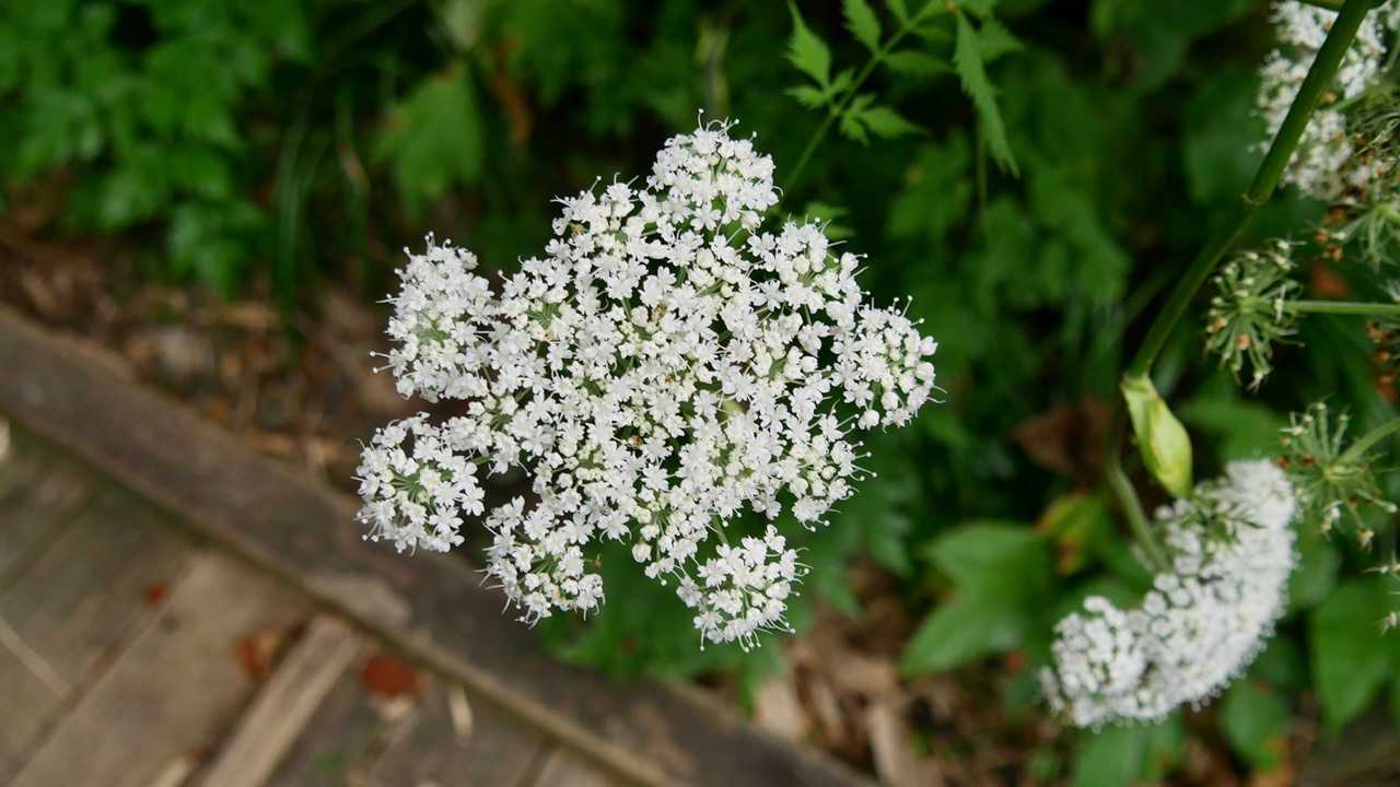 瓶ヶ森 往復コースの写真