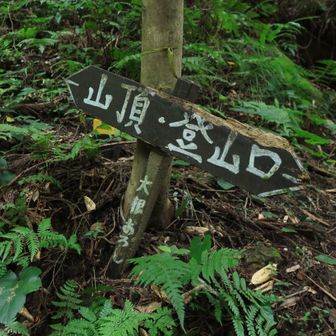 大根おろしって何？