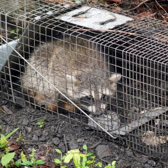 捕らえられたアライグマ
先祖がペットとして日本へ送られ、買主に捨てられ野生化、自力で生きていたら害獣として嫌われものに・・・
アニメのラスカルは可愛いかったけれど・・・
でもこれも、人間の身勝手が引き起こした悲劇😤