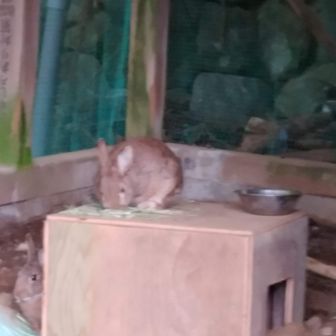 ブルーモンキー