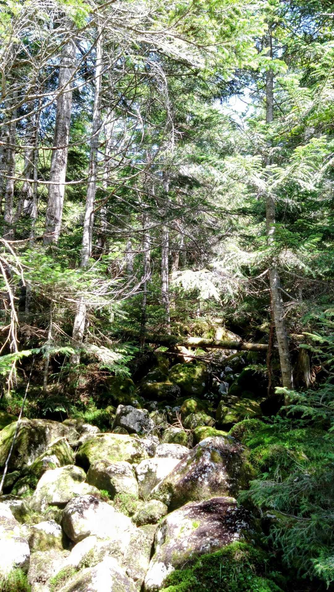 渋の湯バス停-渋ノ湯登山口-中山峠-東天狗岳-中山 周回コースの写真