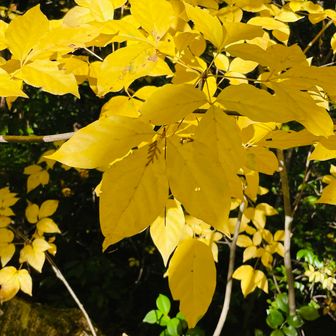 モルちゃんが見つけた
黄色い紅葉がキラキラ✨
でも師匠がいろいろ余計な事言うから〜