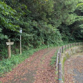 権現山に近づくと自然散策路になります。