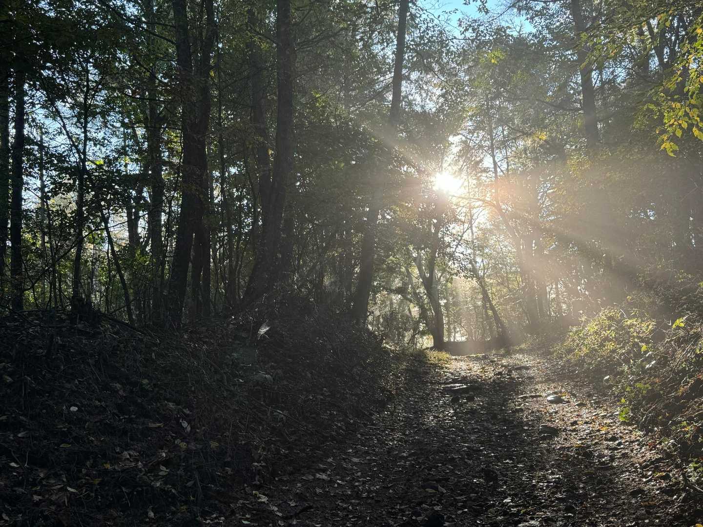 木漏れ日が爽やかな朝です☀️