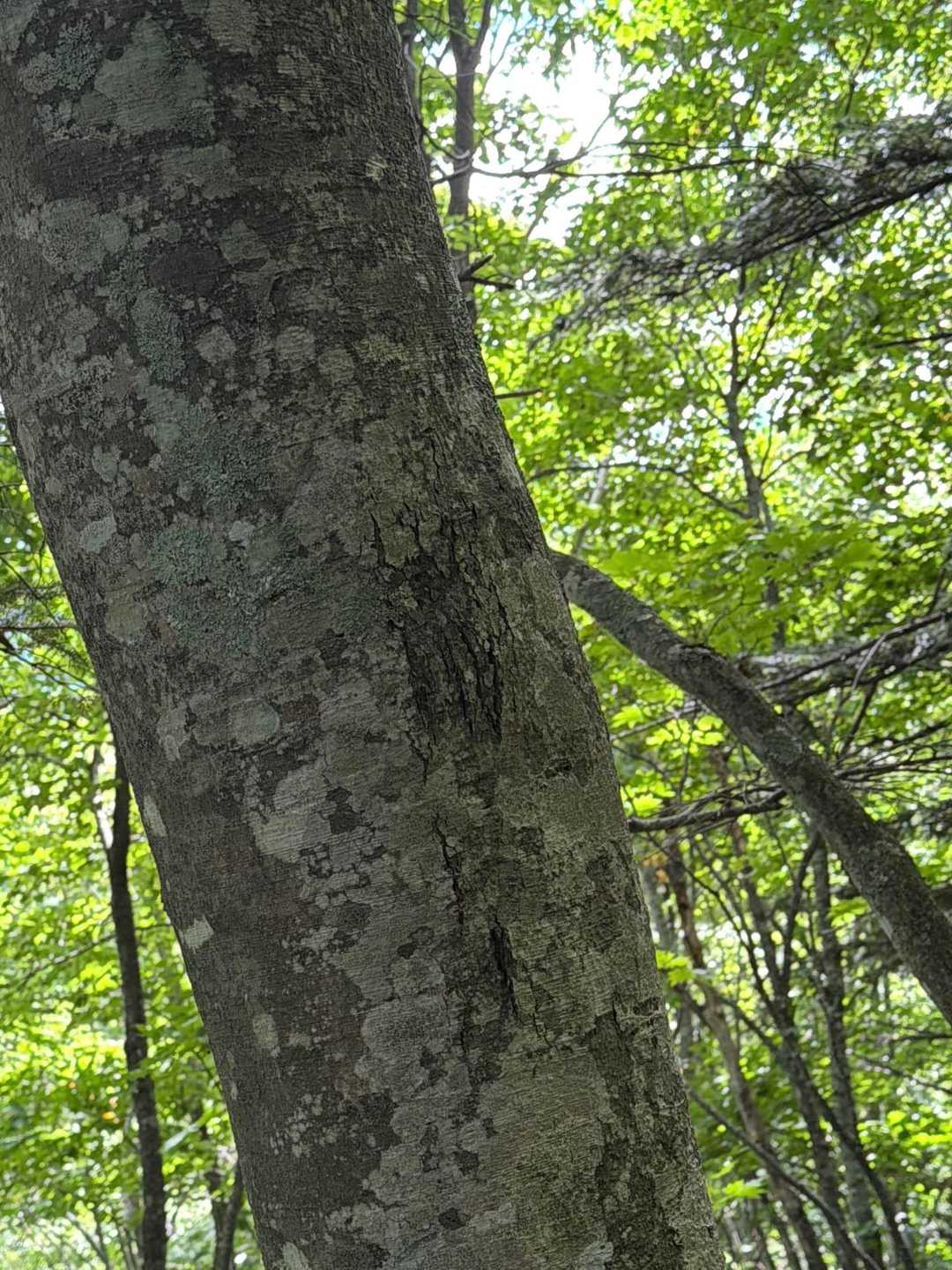 恐らく🐻の爪跡でしょうか。