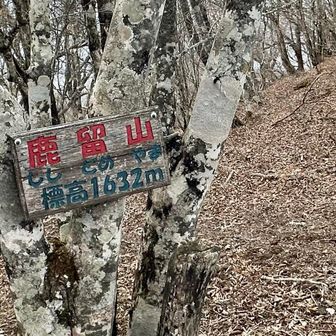 鹿留山到着‼️
道志山塊で御正体山に次いで2番目の高さ
「ししどめやま」なんですよねー

🦌ではなく🐗？と思ったけど、昔は🦌も🐗も山の獣全般を「しし」と言ったそうです。

鹿留とは「山の獣が来るのを止めるような場所」らしいです。そういえば「ししおどし」も「鹿おどし」だった🤓鹿は昔から人間にとっての害獣だったのかな…

これで、またどこかの山から鹿留山が見えた時、登ったなーと思えます👍
眺望はないけど、休憩できる広さがありました