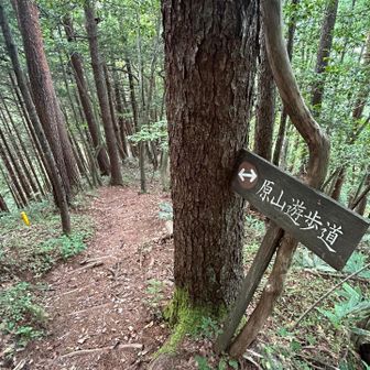 🌳原山遊歩道🌲