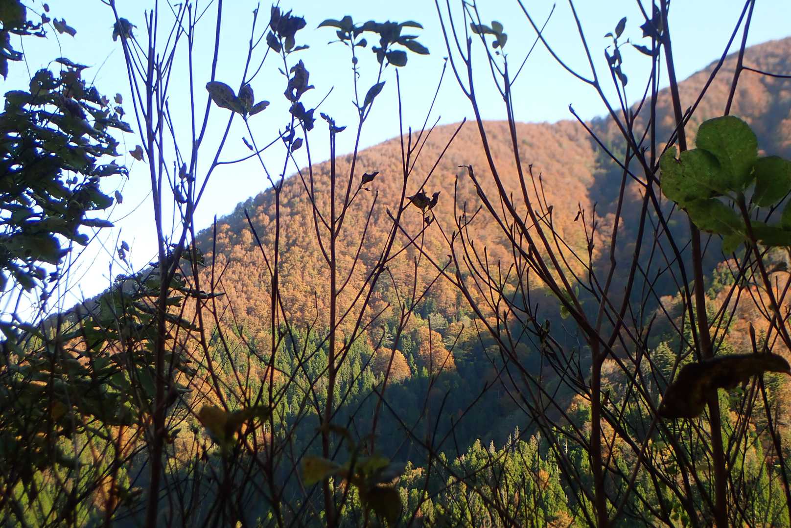 陽が当たると紅葉した山が映えます。