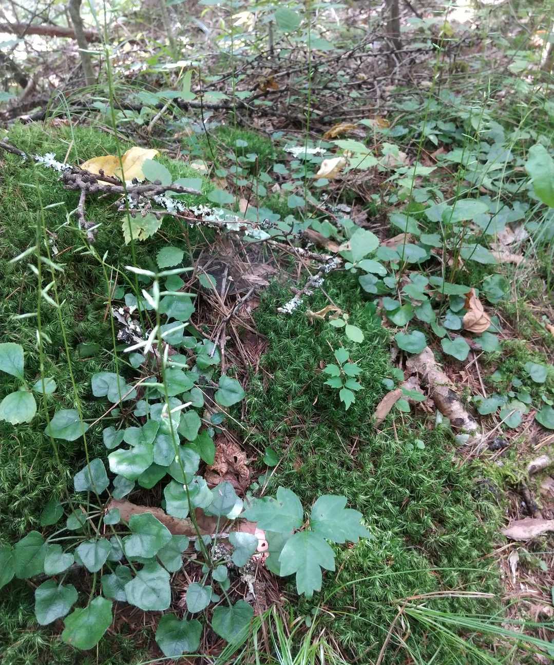 キッコウハグマの大群生。全て閉鎖花だけど😅