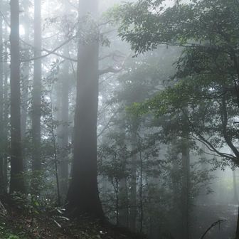 途中まさかの土砂降りからの幻想的