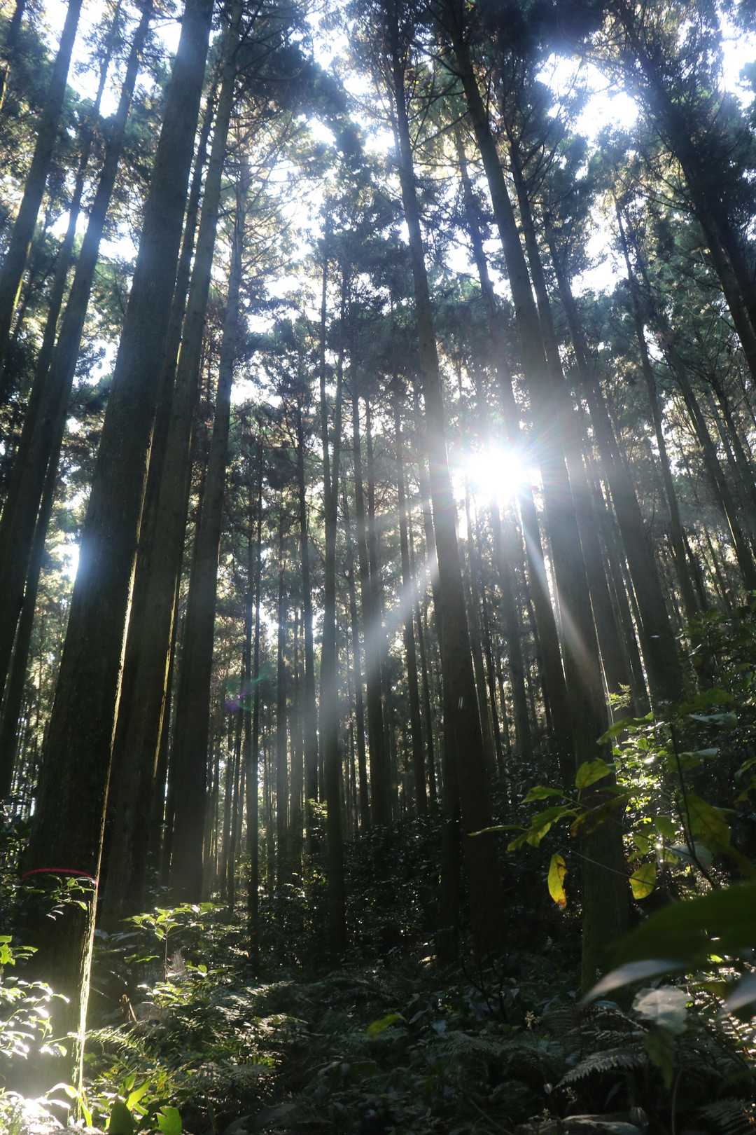 木々の隙間から木漏れ日が・・