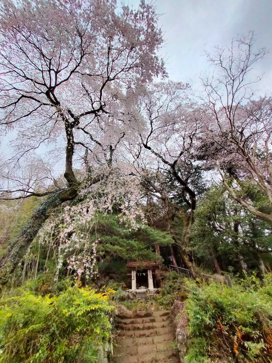 しだれ桜😍
岩谷不動尊🙏