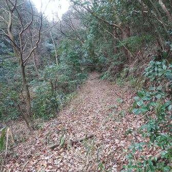 こんな道です。