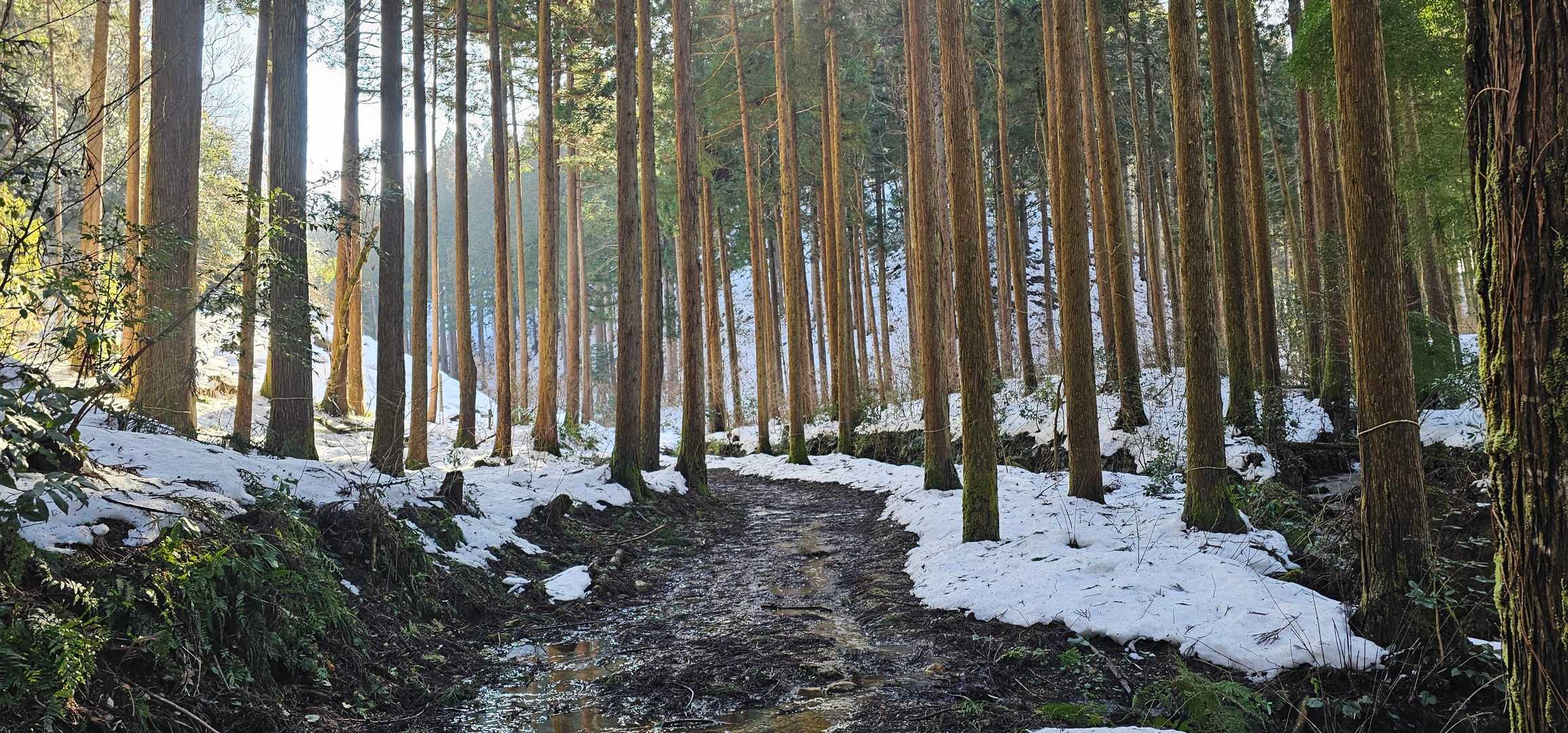 遣水観音山 周回コースの写真