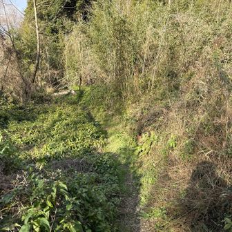 踏み跡が明確にある。