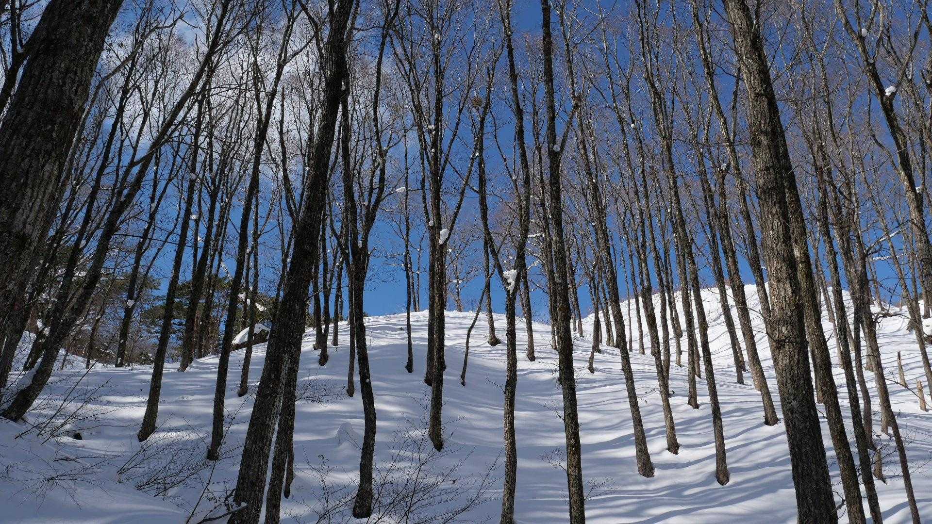 日が燦々の午後なので霧氷は残ってないですね
さすがにこの雪原だと熊も出てこないだろう