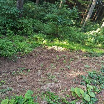 イノシシが頑張って耕しています(笑)