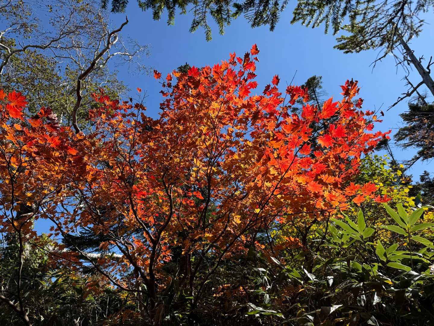 源太ヶ原登山口-源太ヶ岳-大深岳-小畚山-三ツ石 覘標ノ台 周回コースの写真