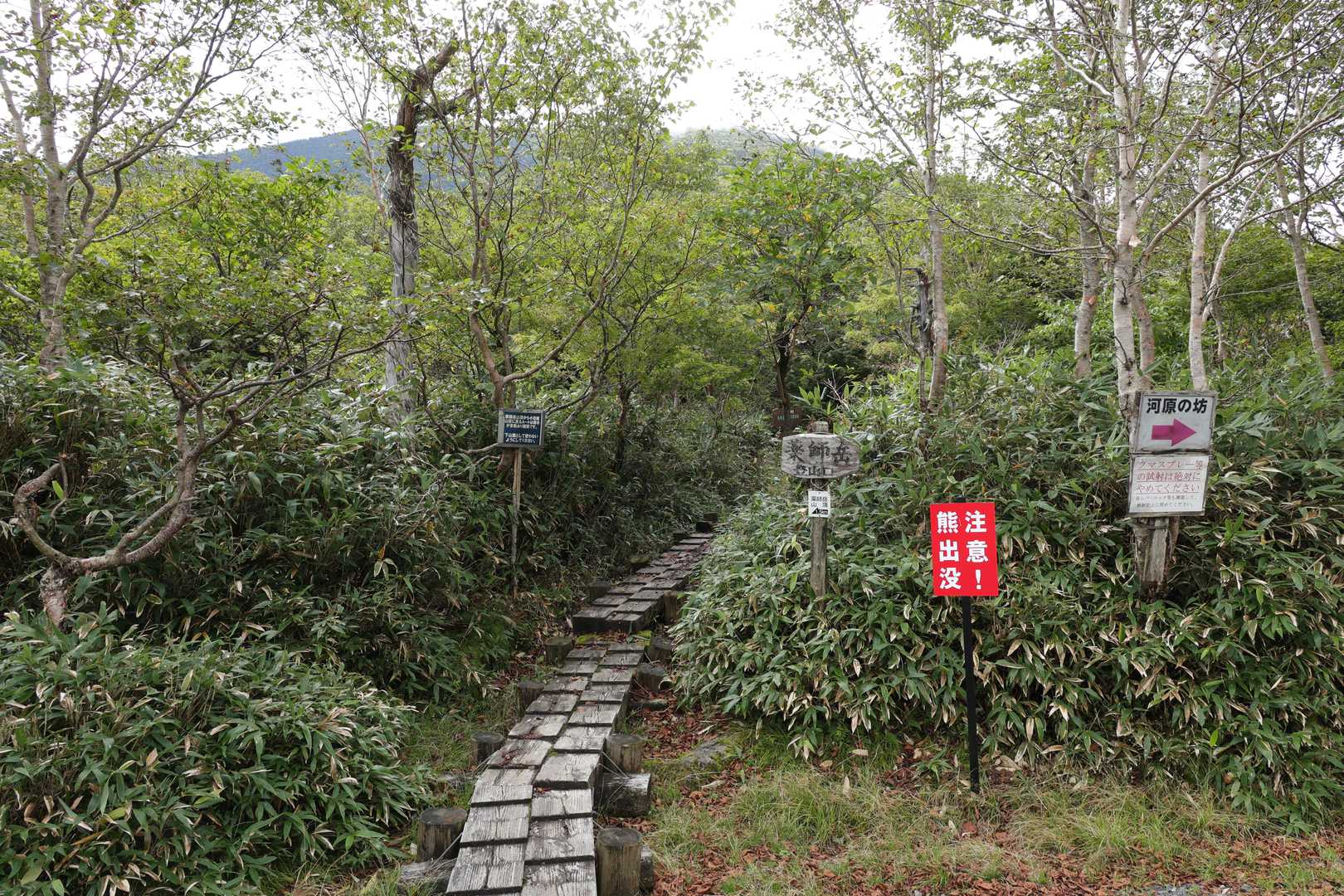 やっとお山歩きはじまりです