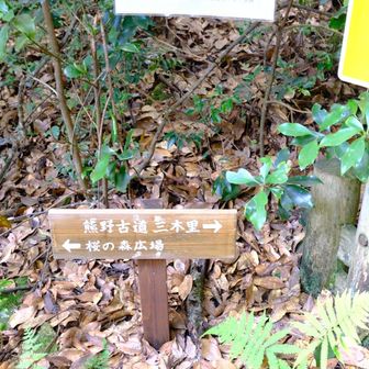 せっかくなので桜の森展望台へ寄り道
