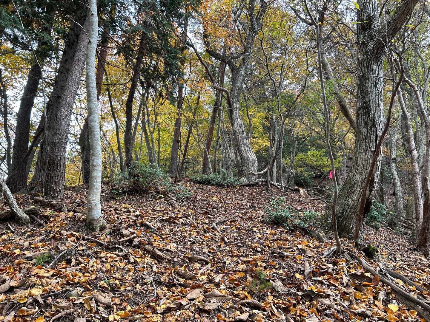 半時計回りに登りましたが、急登の連続でした