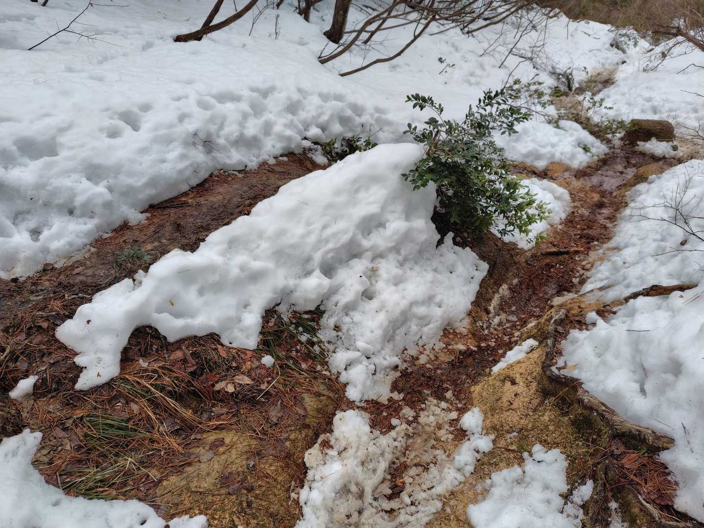 下山はここ3日15℃で地面が見えてた。