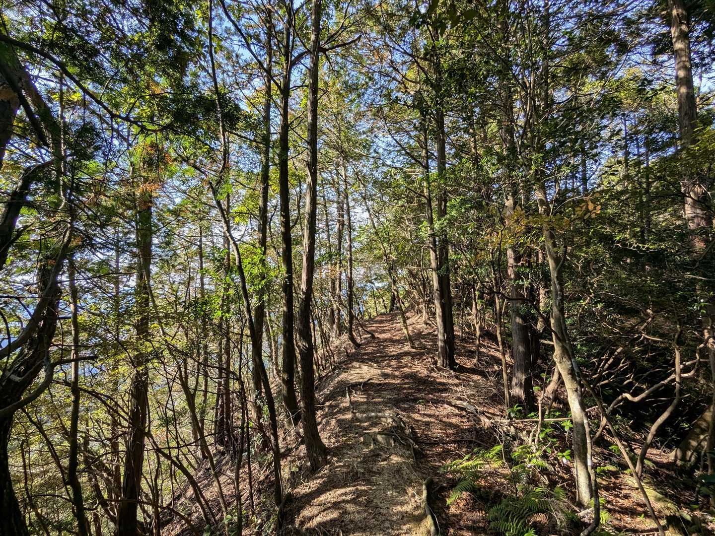 頭光嶽-高見城山 往復コースの写真