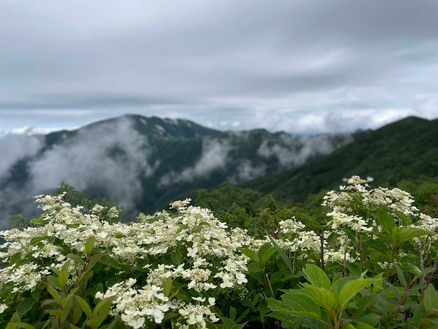 紫陽花も咲いています