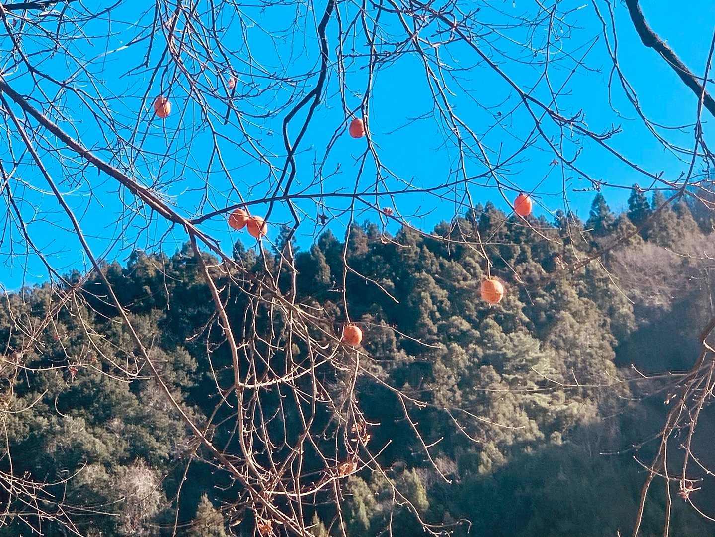 もう紅葉は終わって🍁、柿が残ってた。