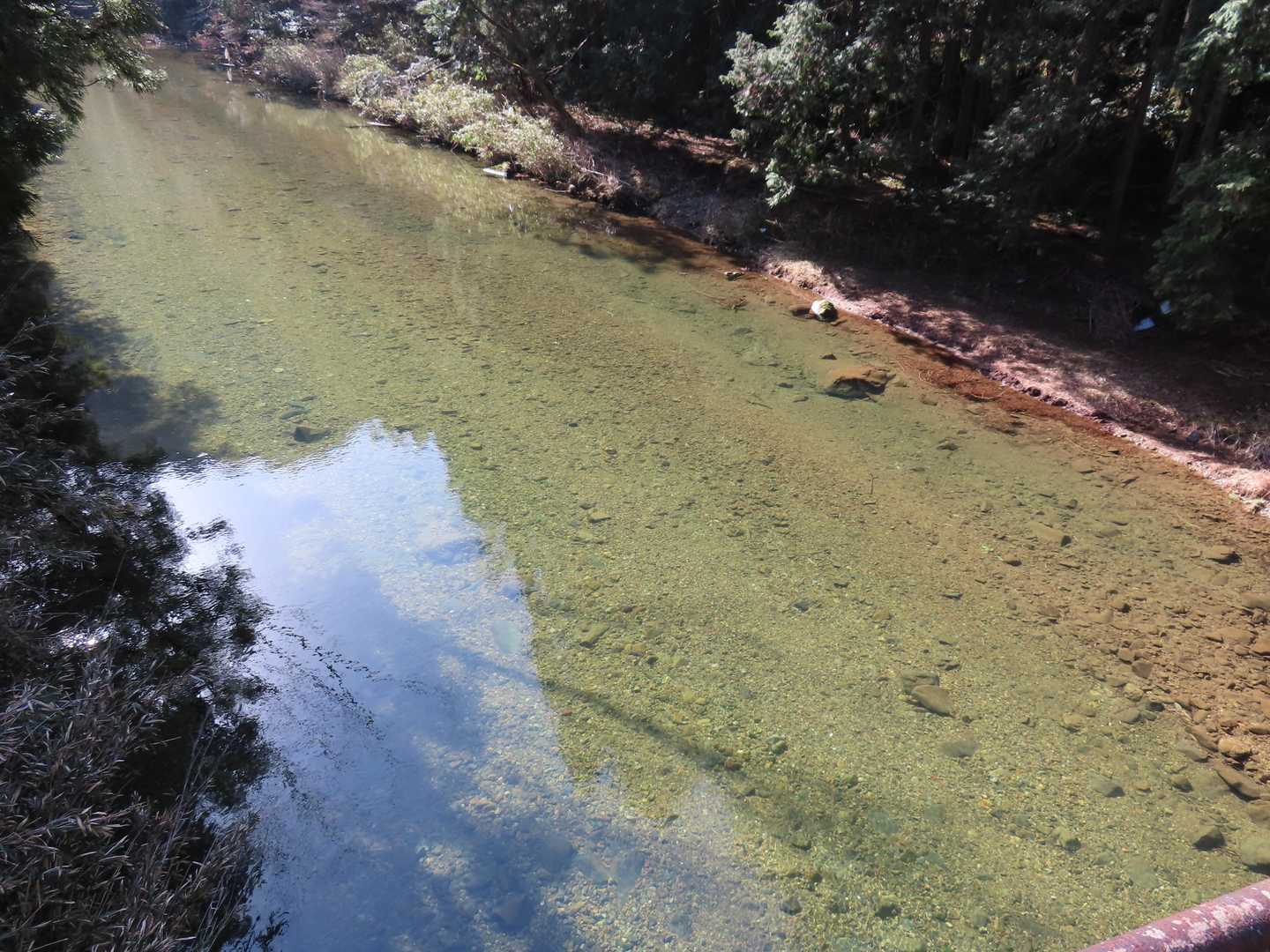 透き通っています