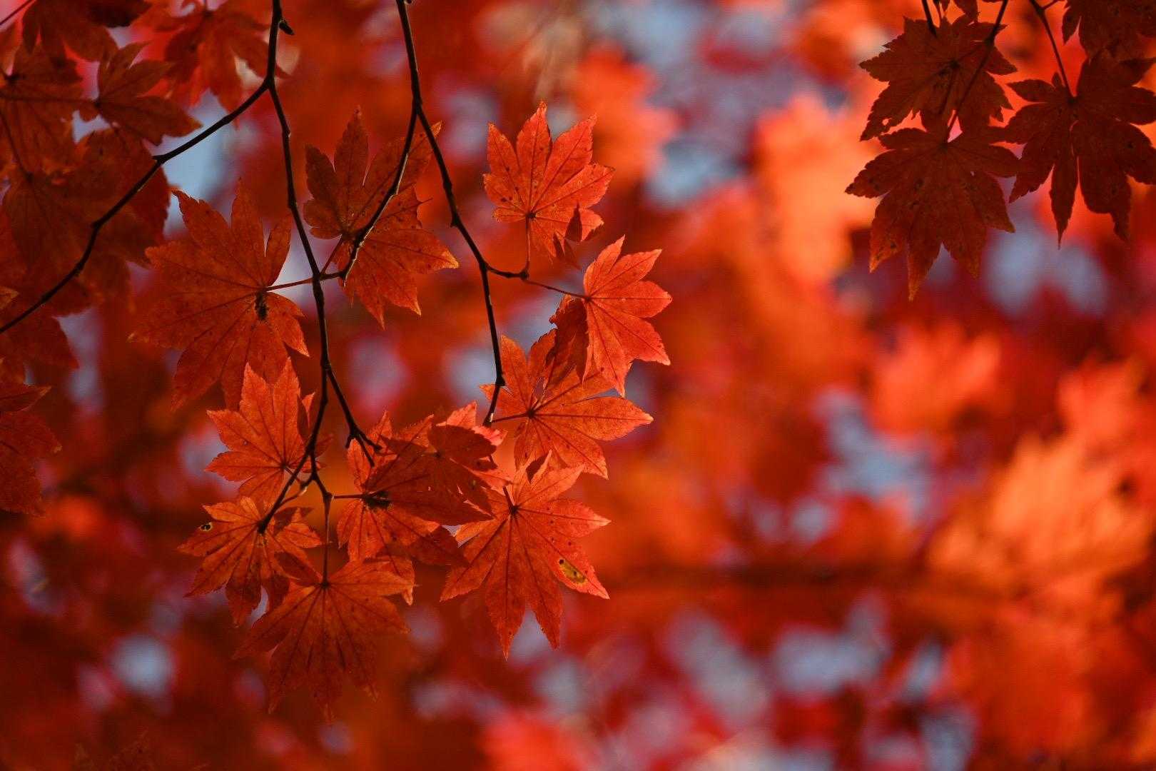 🍁