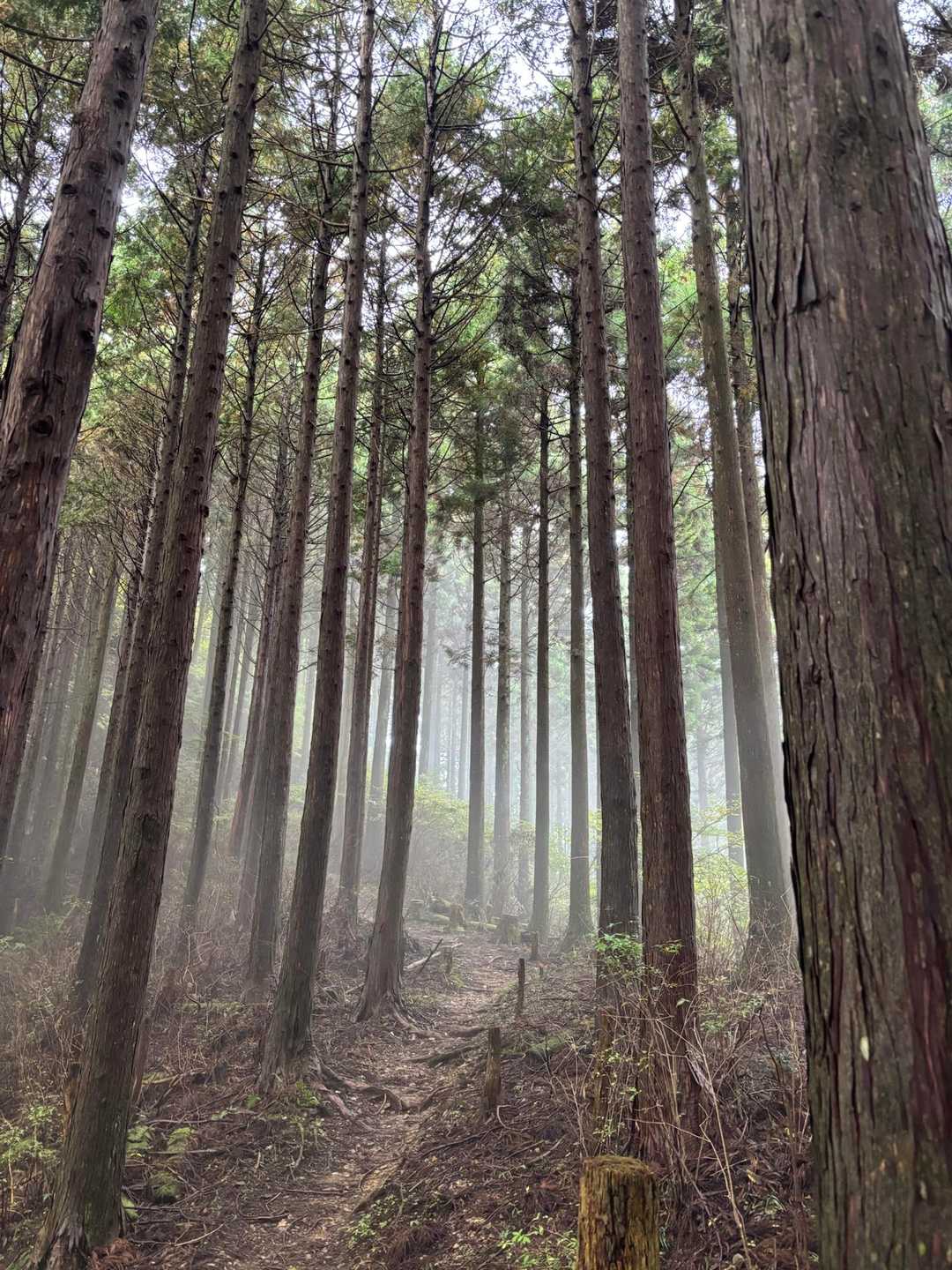 女人道巡り・高野三山巡り②の写真