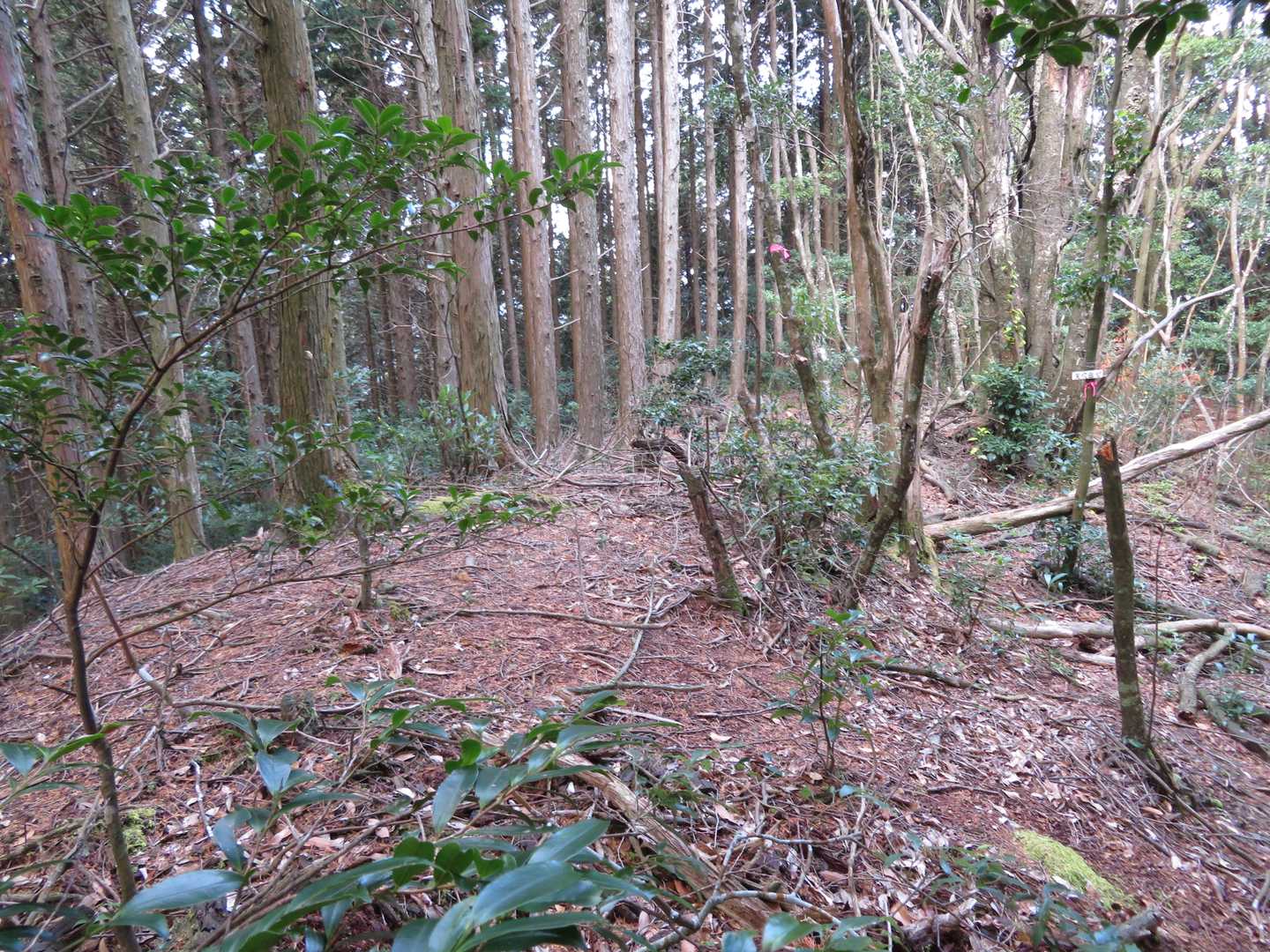 矢吹岳(617m)山頂　眺望なし