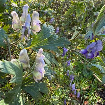 入笠牧場には、ホソバトリカブト(細葉鳥兜)が多く自生しておりました。

その中に貴重な「シロバナトリカブト(白花鳥兜)」を発見！😊